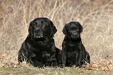 LABRADOR 1123